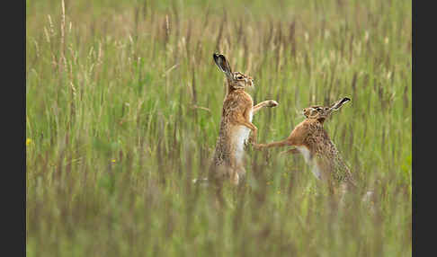 Feldhase (Lepus europaeus)