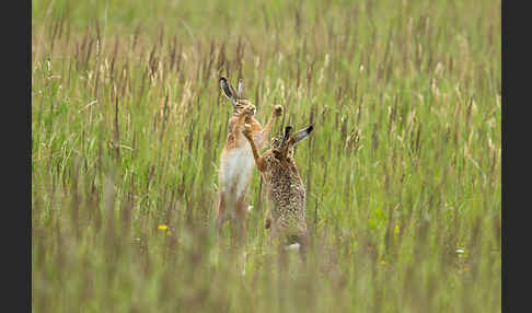 Feldhase (Lepus europaeus)