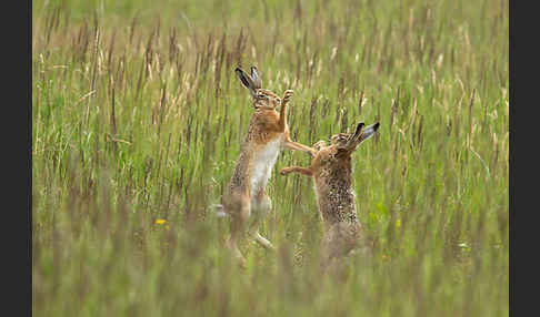Feldhase (Lepus europaeus)