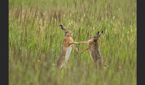 Feldhase (Lepus europaeus)