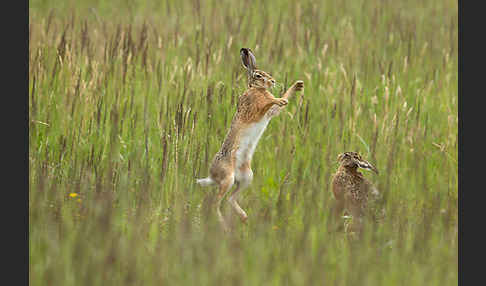 Feldhase (Lepus europaeus)