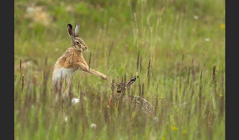 Feldhase (Lepus europaeus)