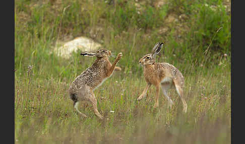 Feldhase (Lepus europaeus)