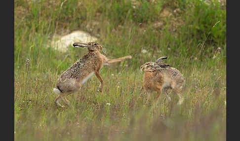 Feldhase (Lepus europaeus)