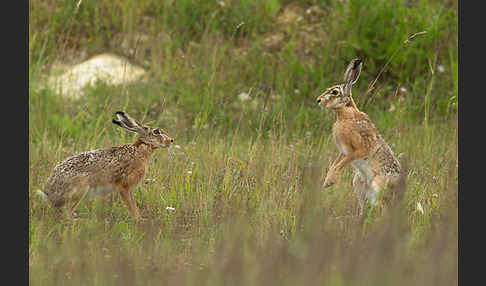 Feldhase (Lepus europaeus)