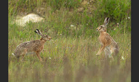 Feldhase (Lepus europaeus)