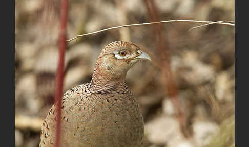 Fasan (Phasianus colchicus)