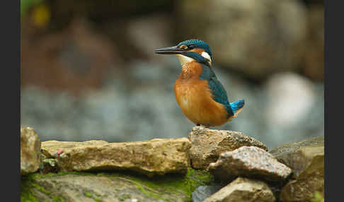 Eisvogel (Alcedo atthis)