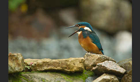 Eisvogel (Alcedo atthis)