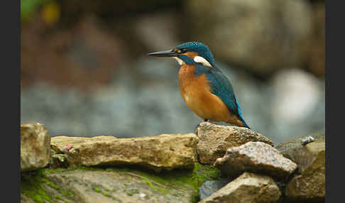 Eisvogel (Alcedo atthis)