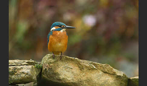 Eisvogel (Alcedo atthis)