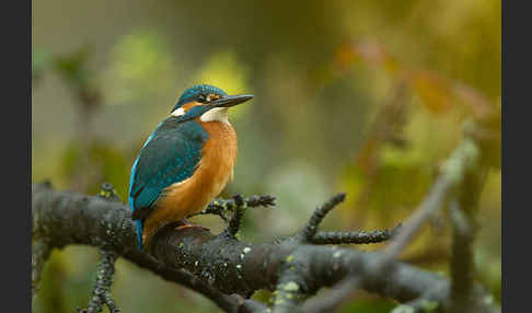 Eisvogel (Alcedo atthis)