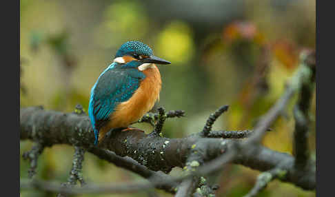 Eisvogel (Alcedo atthis)