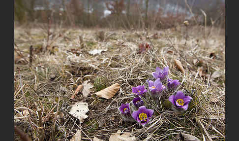 Gemeine Kuhschelle (Pulsatilla vulgaris)