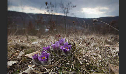 Gemeine Kuhschelle (Pulsatilla vulgaris)