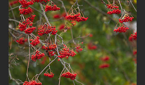 Eberesche (Sorbus aucuparia)