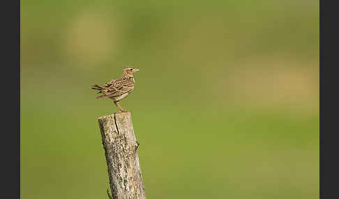 Feldlerche (Alauda arvensis)