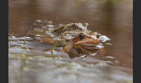 Grasfrosch (Rana temporaria)