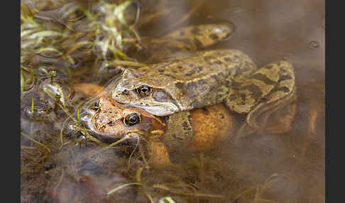 Grasfrosch (Rana temporaria)