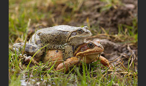 Grasfrosch (Rana temporaria)