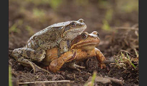 Grasfrosch (Rana temporaria)