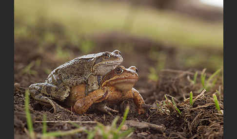 Grasfrosch (Rana temporaria)