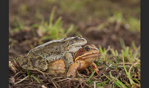 Grasfrosch (Rana temporaria)