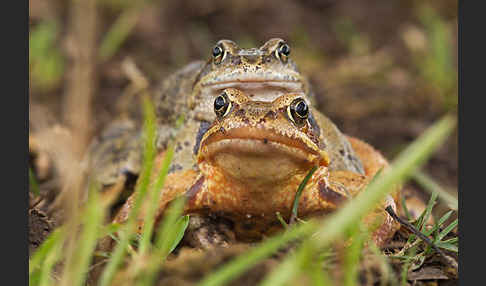 Grasfrosch (Rana temporaria)