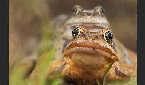 Grasfrosch (Rana temporaria)