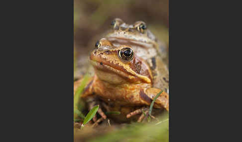 Grasfrosch (Rana temporaria)