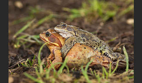 Grasfrosch (Rana temporaria)