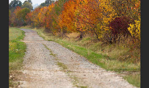 Feldweg (path)