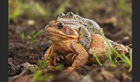 Grasfrosch (Rana temporaria)