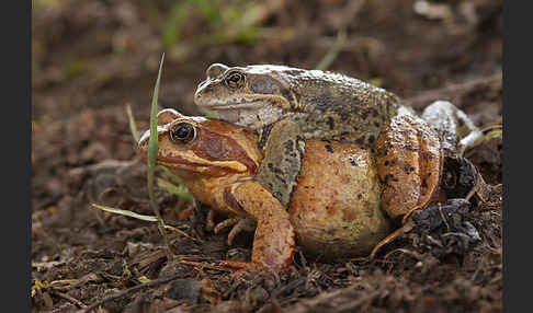 Grasfrosch (Rana temporaria)