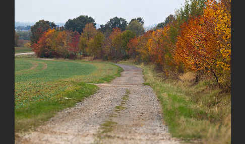 Feldweg (path)