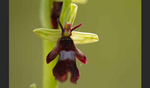 Fliegen-Ragwurz (Ophrys insectifera)