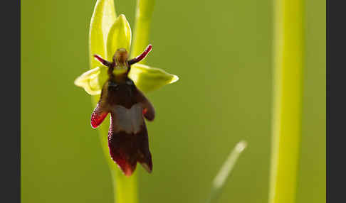 Fliegen-Ragwurz (Ophrys insectifera)