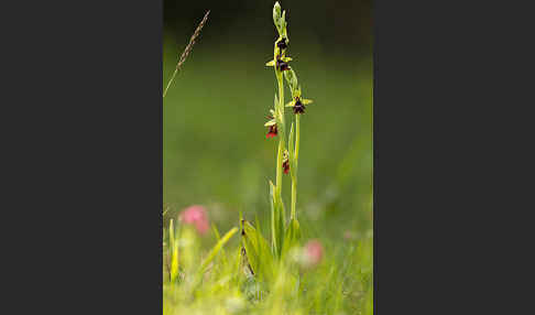 Fliegen-Ragwurz (Ophrys insectifera)