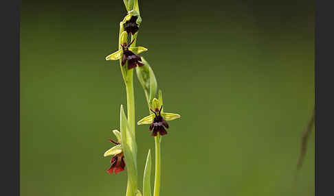 Fliegen-Ragwurz (Ophrys insectifera)