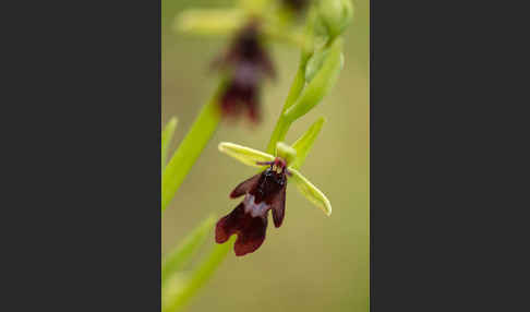 Fliegen-Ragwurz (Ophrys insectifera)