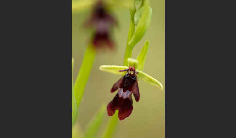 Fliegen-Ragwurz (Ophrys insectifera)