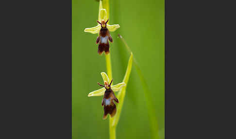 Fliegen-Ragwurz (Ophrys insectifera)