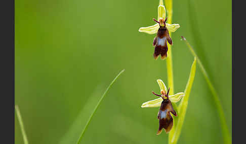 Fliegen-Ragwurz (Ophrys insectifera)