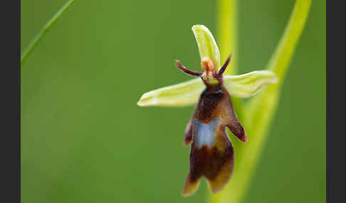 Fliegen-Ragwurz (Ophrys insectifera)