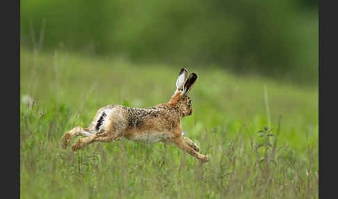 Feldhase (Lepus europaeus)