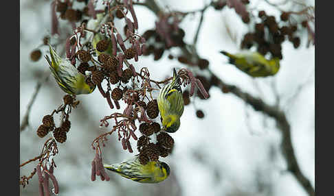 Erlenzeisig (Carduelis spinus)