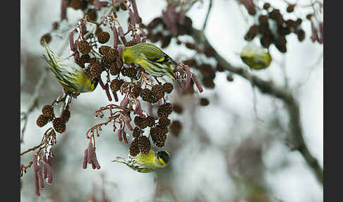 Erlenzeisig (Carduelis spinus)