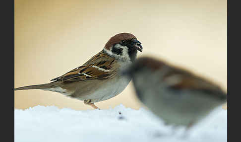 Feldsperling (Passer montanus)