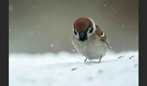 Feldsperling (Passer montanus)