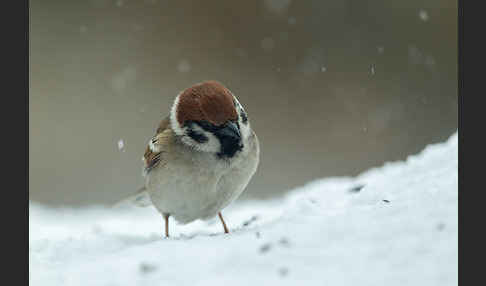 Feldsperling (Passer montanus)